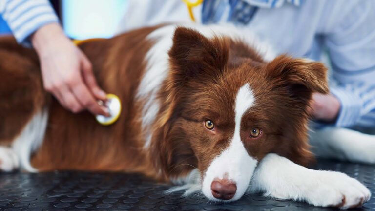 Common Pet Health Problems Explained